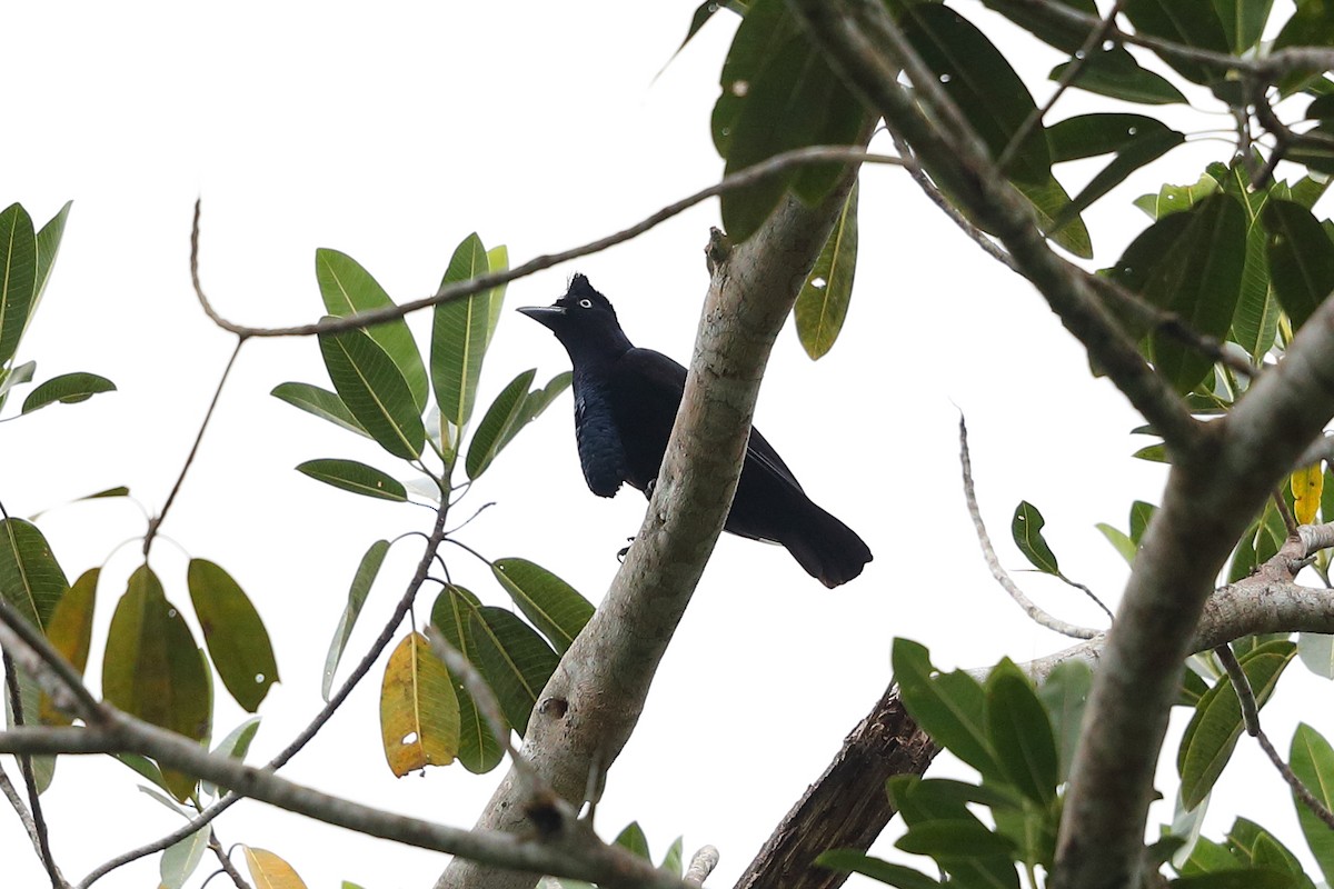 Amazonian Umbrellabird - ML135030891