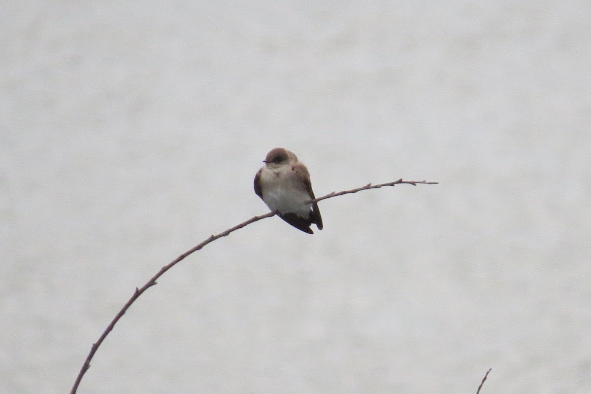 Northern Rough-winged Swallow - ML135030941