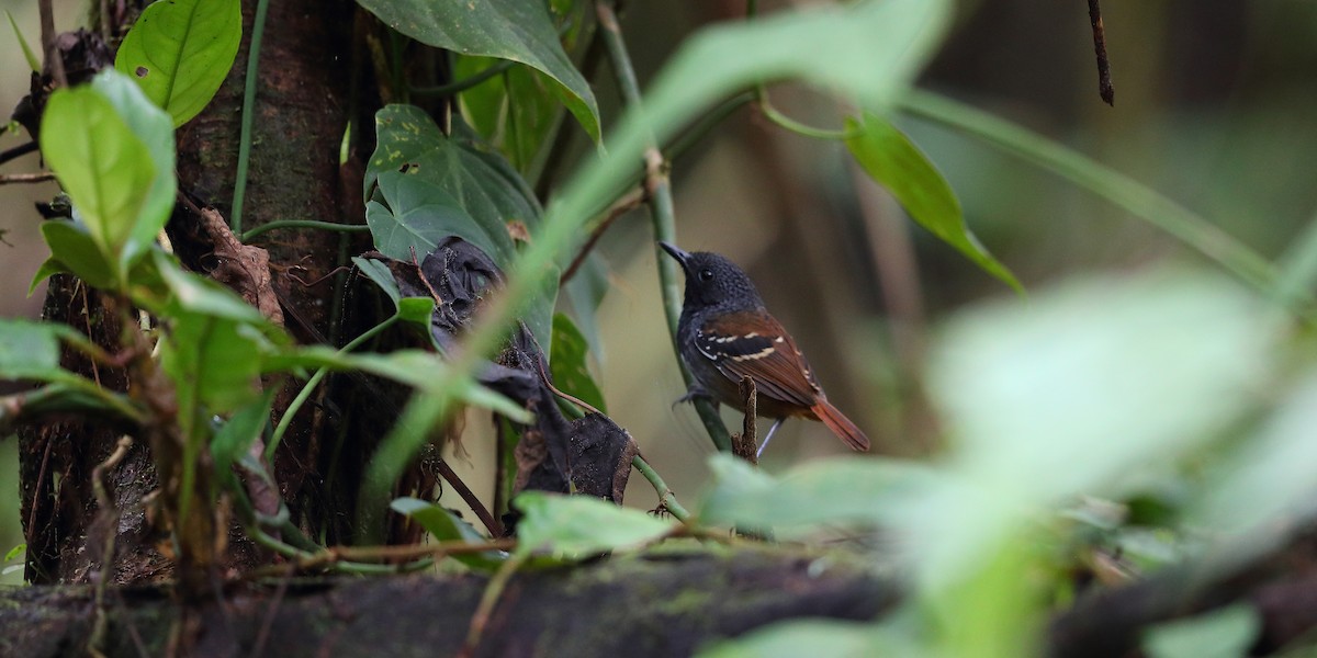 Chestnut-tailed Antbird - Jon Irvine