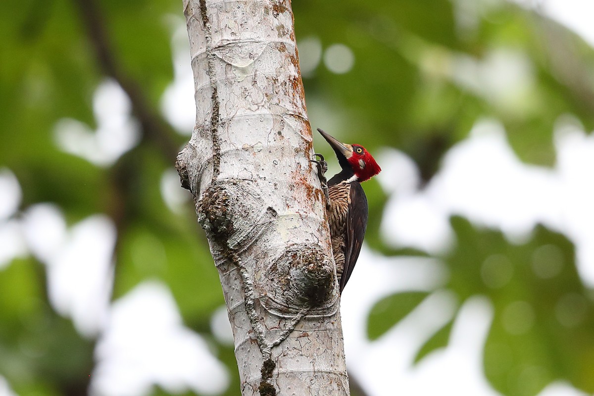 Crimson-crested Woodpecker - ML135032151