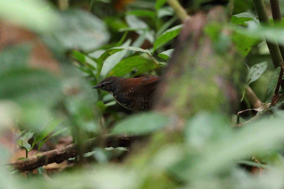 Rusty-belted Tapaculo - ML135032341