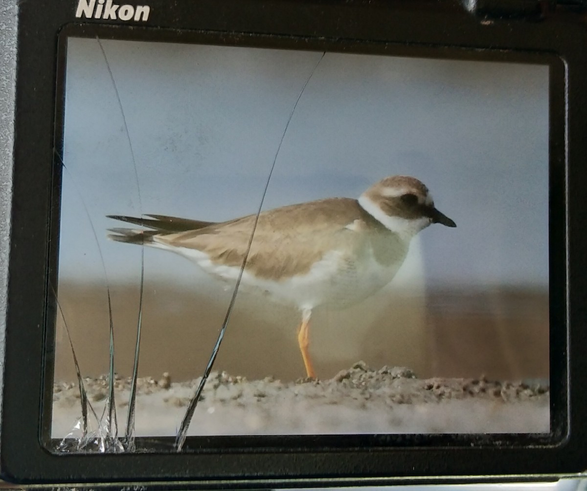 Common Ringed Plover - ML135032611