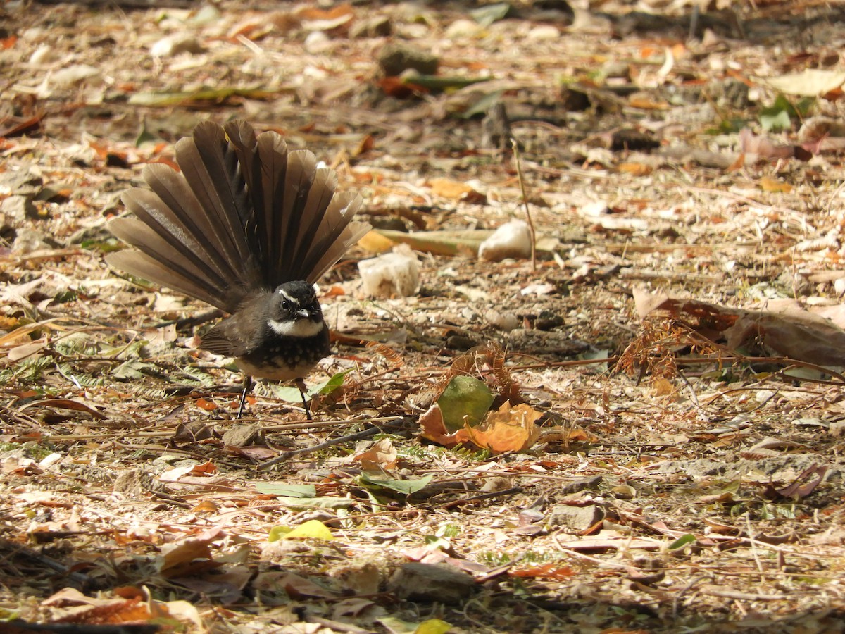 Spot-breasted Fantail - ML135033121