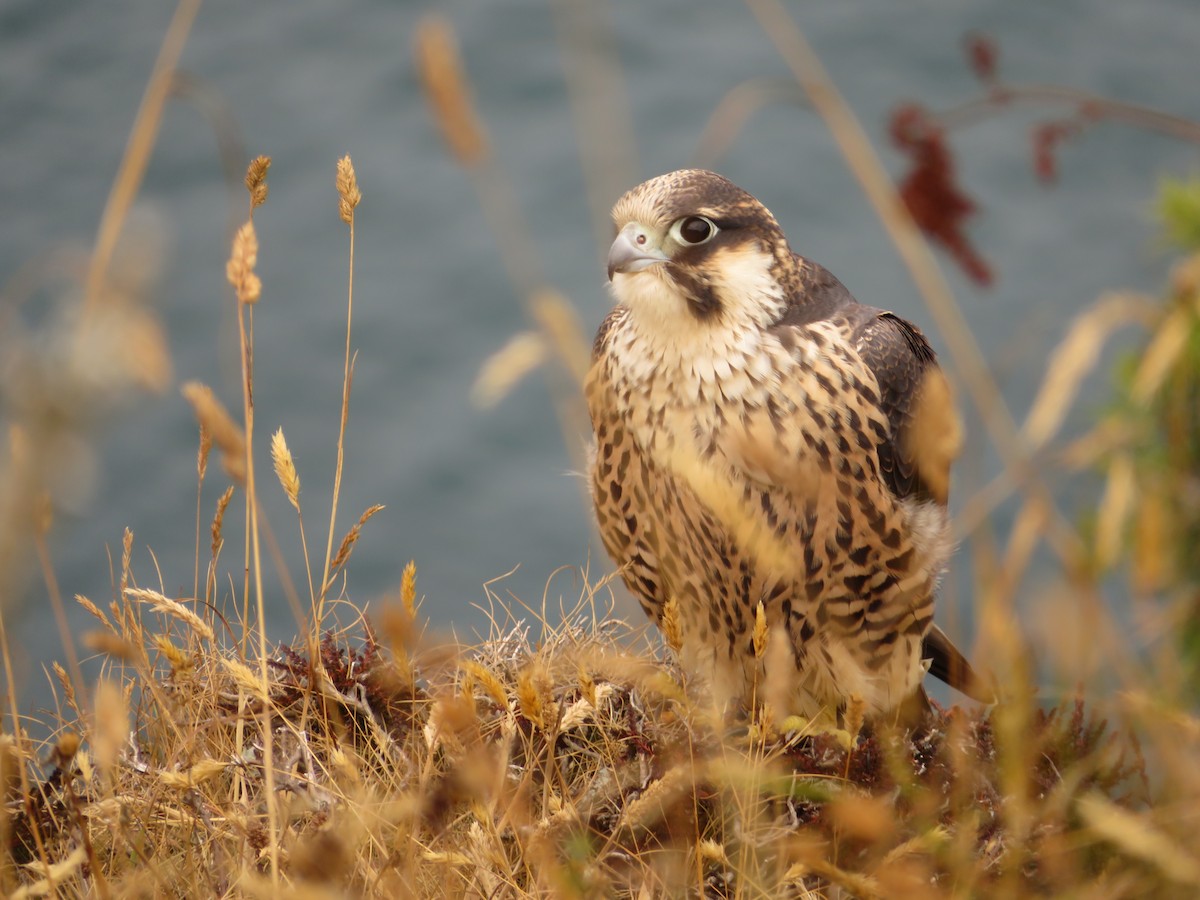 Peregrine Falcon - Marnix Roels