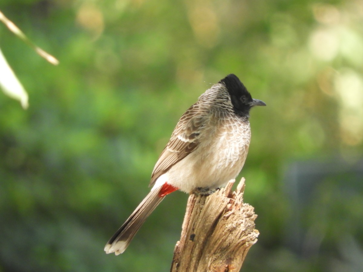 Red-vented Bulbul - ML135033881