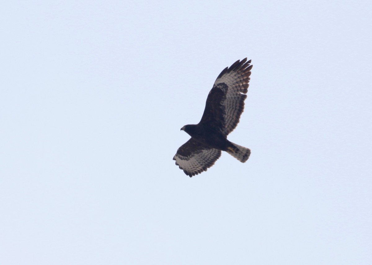 Short-tailed Hawk - Dan Gesualdo