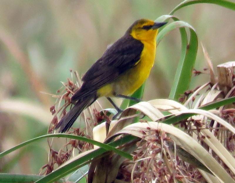 Saffron-cowled Blackbird - Juan Muñoz de Toro