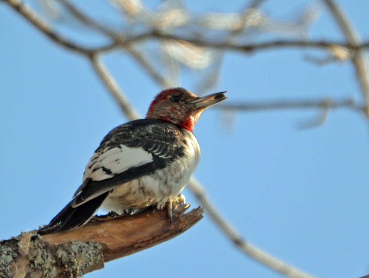 Red-headed Woodpecker - Michael J Good
