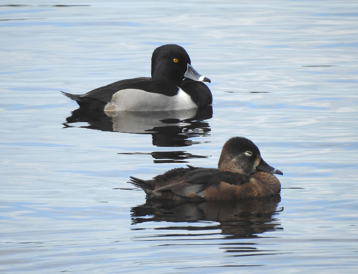 Ring-necked Duck - Wendy Meehan
