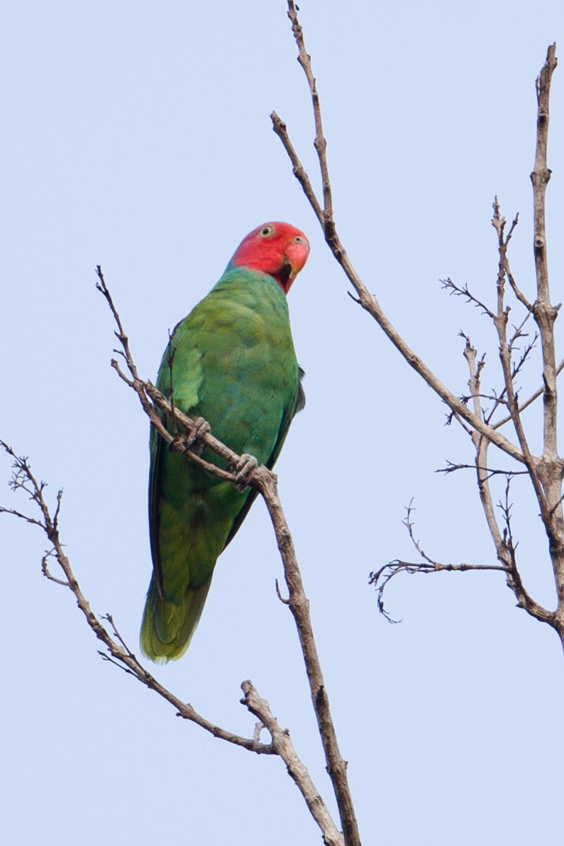 Red-cheeked Parrot - ML135041041