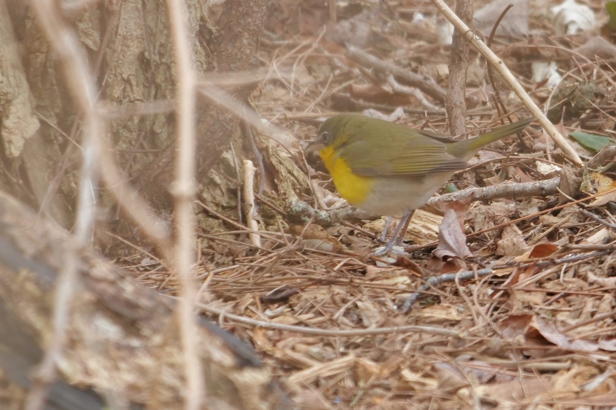 Yellow-breasted Chat - ML135041381