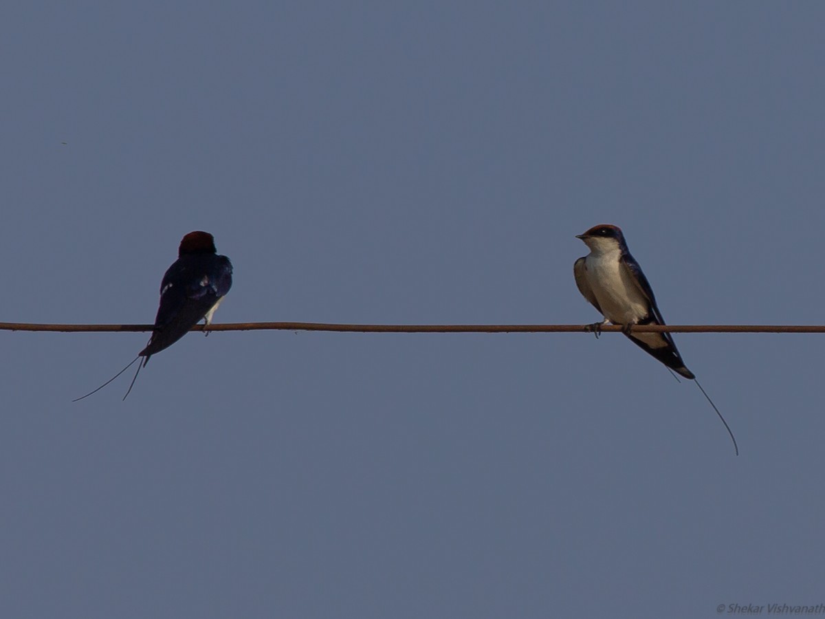 Wire-tailed Swallow - Shekar Vishvanath
