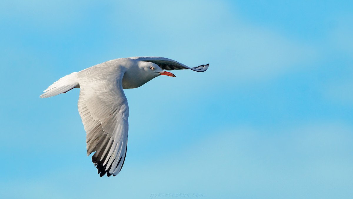 Slender-billed Gull - Gökçe Coşkun