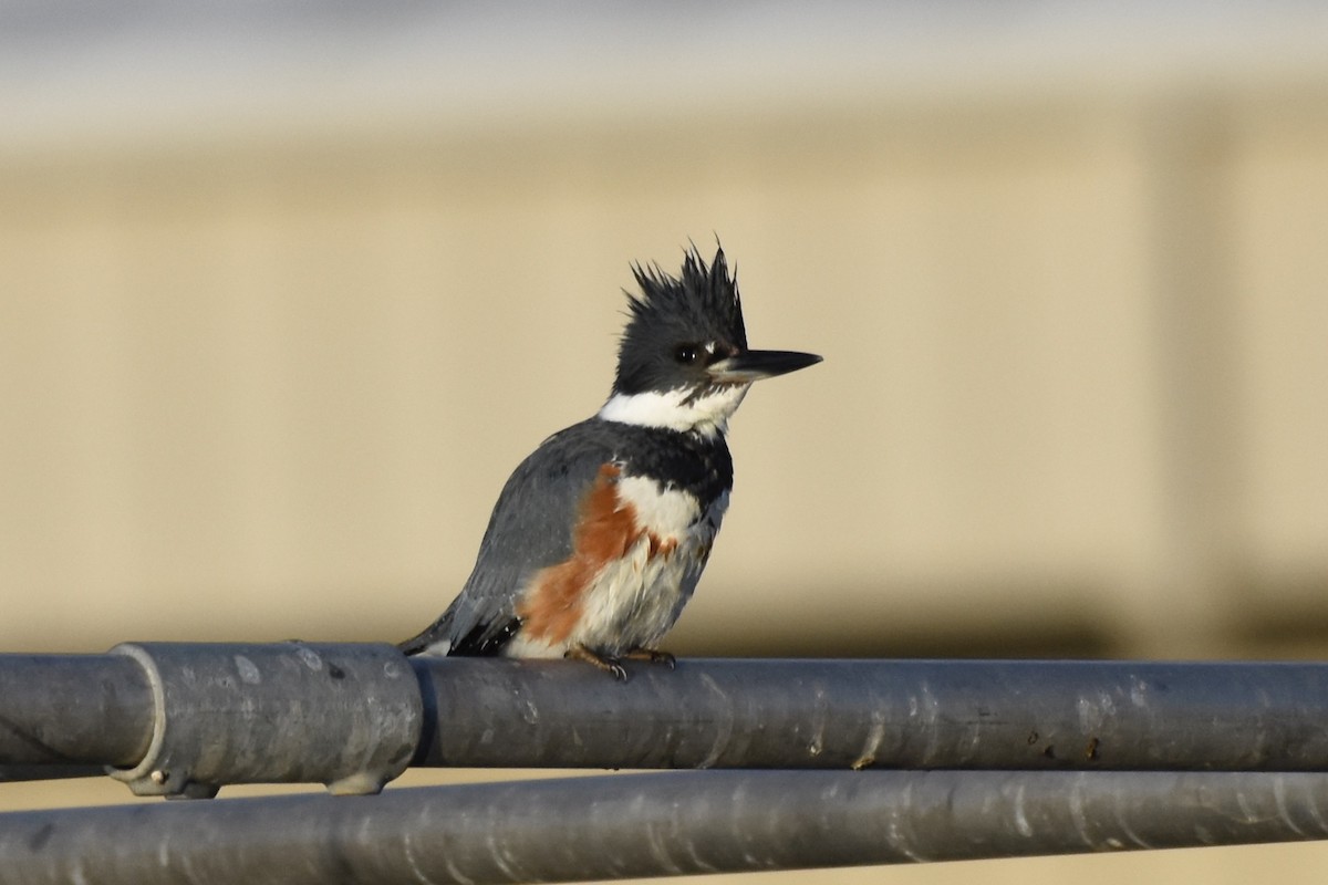 Belted Kingfisher - George Gibbs