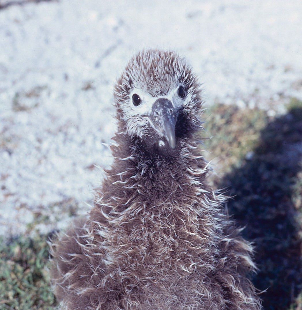 Laysan Albatross - Donald Casavecchia
