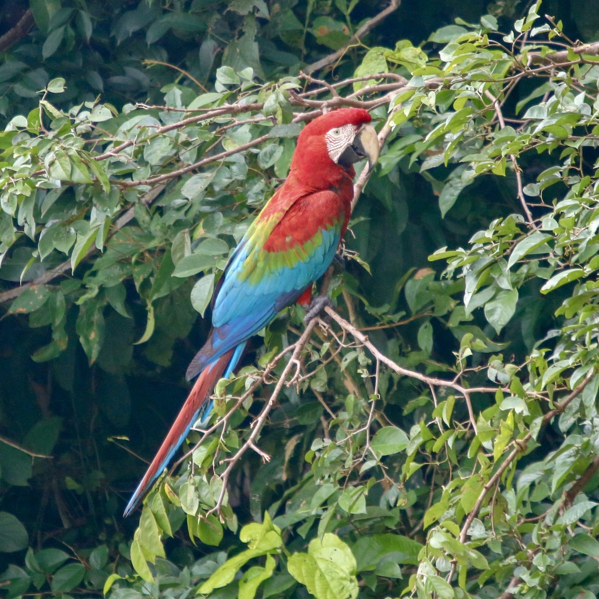 Red-and-green Macaw - ML135043871