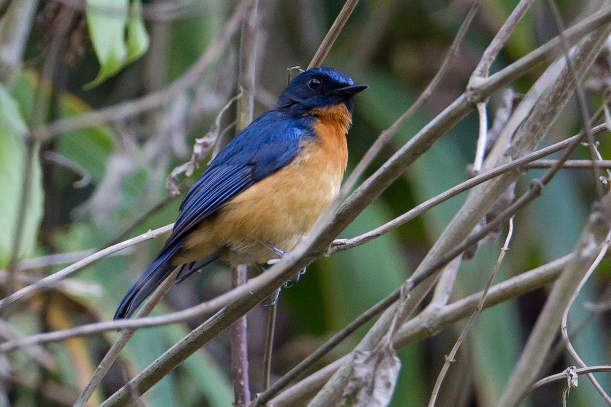 Sulawesi Blue Flycatcher (Sulawesi) - ML135045461