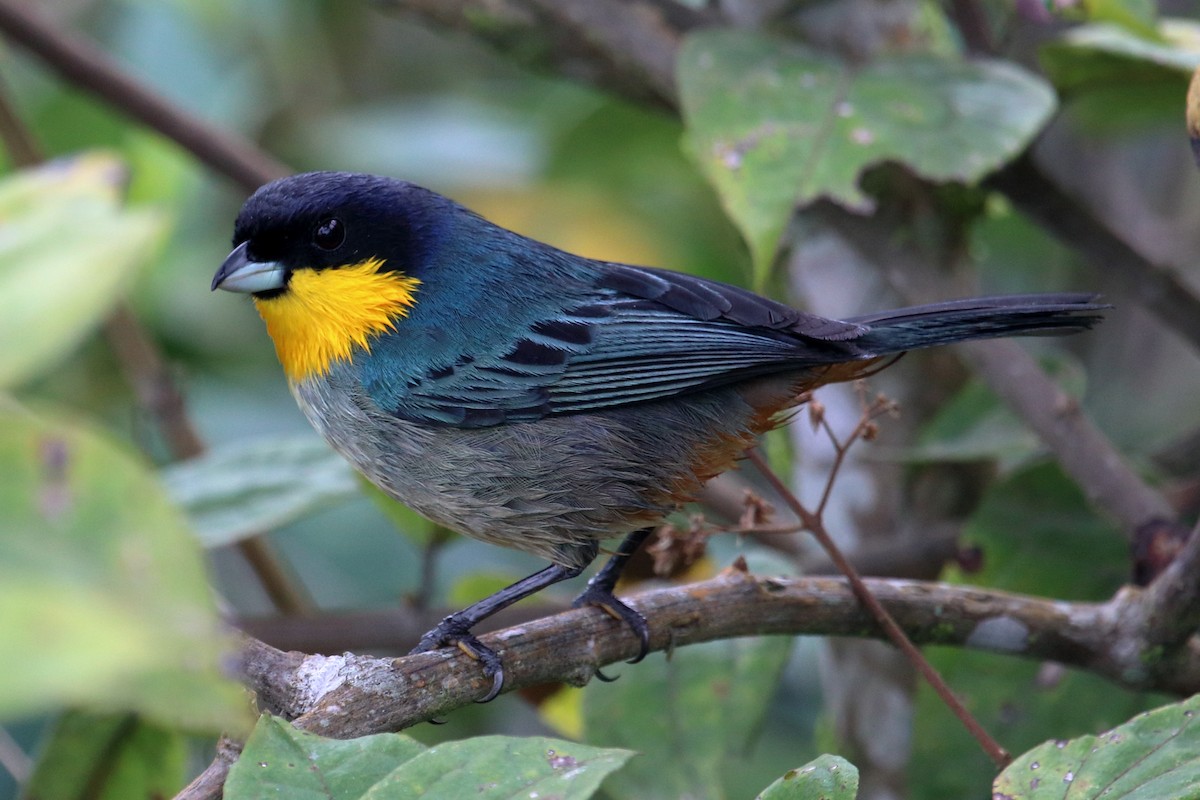 Yellow-throated Tanager - ML135050031