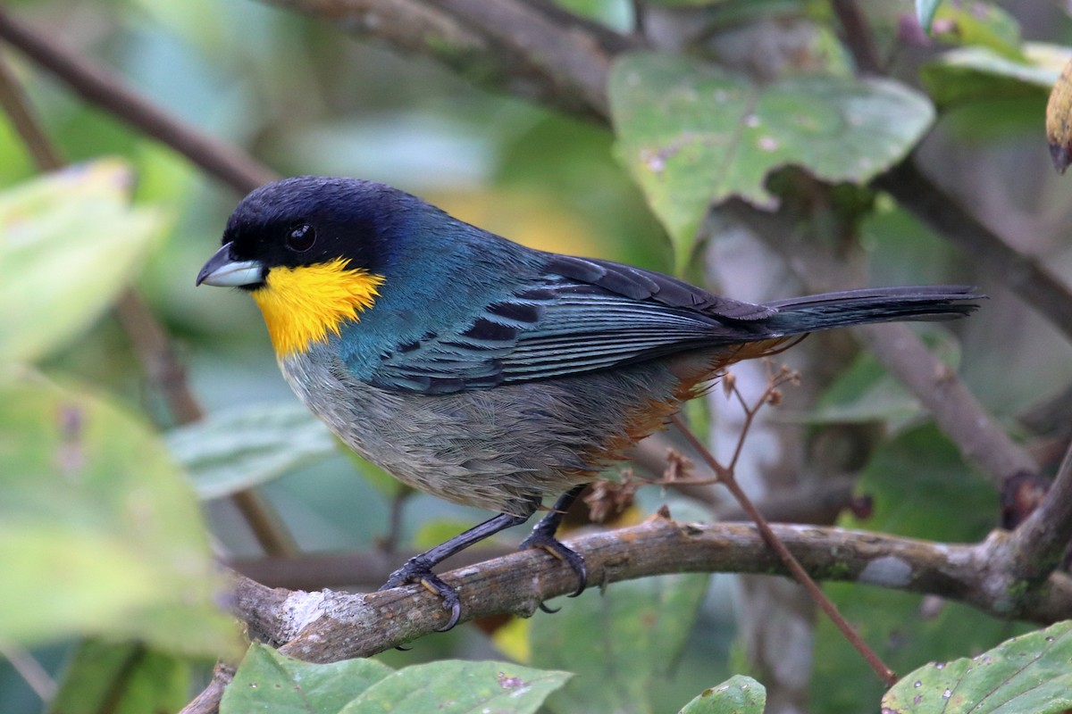 Yellow-throated Tanager - ML135050091