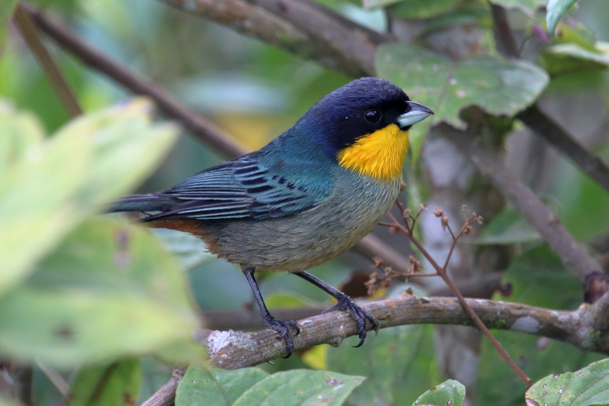 Yellow-throated Tanager - ML135050151