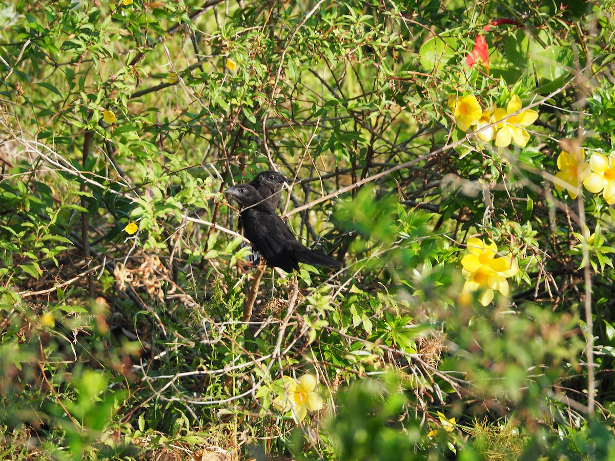 Smooth-billed Ani - Thierry Grandmont