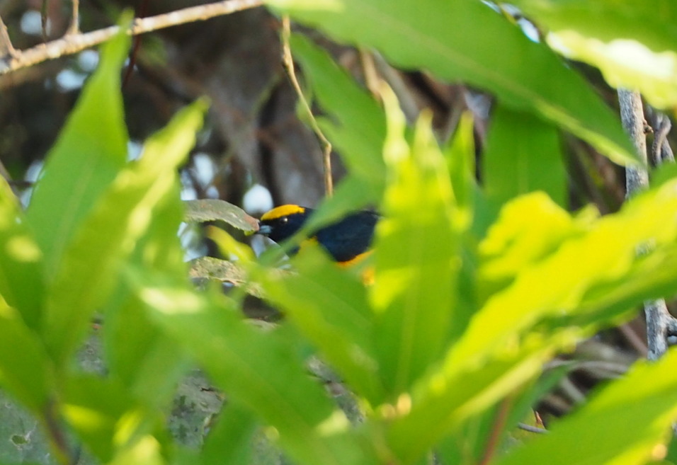 Yellow-crowned Euphonia - Thierry Grandmont