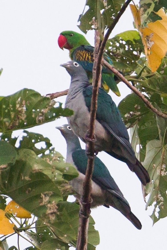 Большеклювый попугай - ML135051351