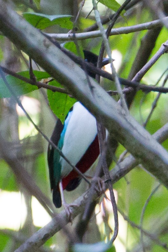 Ivory-breasted Pitta - ML135052711