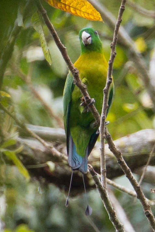 Yellow-breasted Racquet-tail - ML135053051