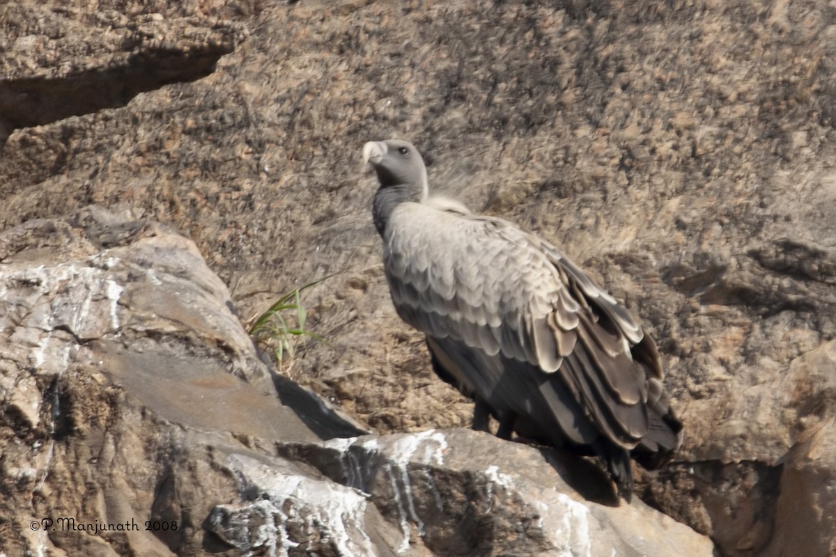 Indian Vulture - ML135053491