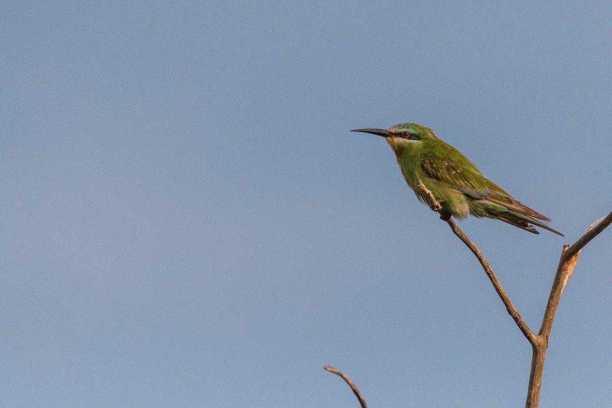Blue-cheeked Bee-eater - ML135053661