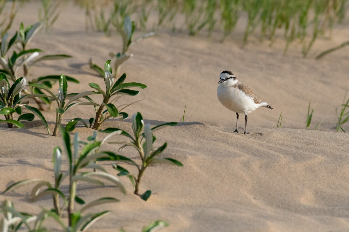 White-fronted Plover - ML135053891