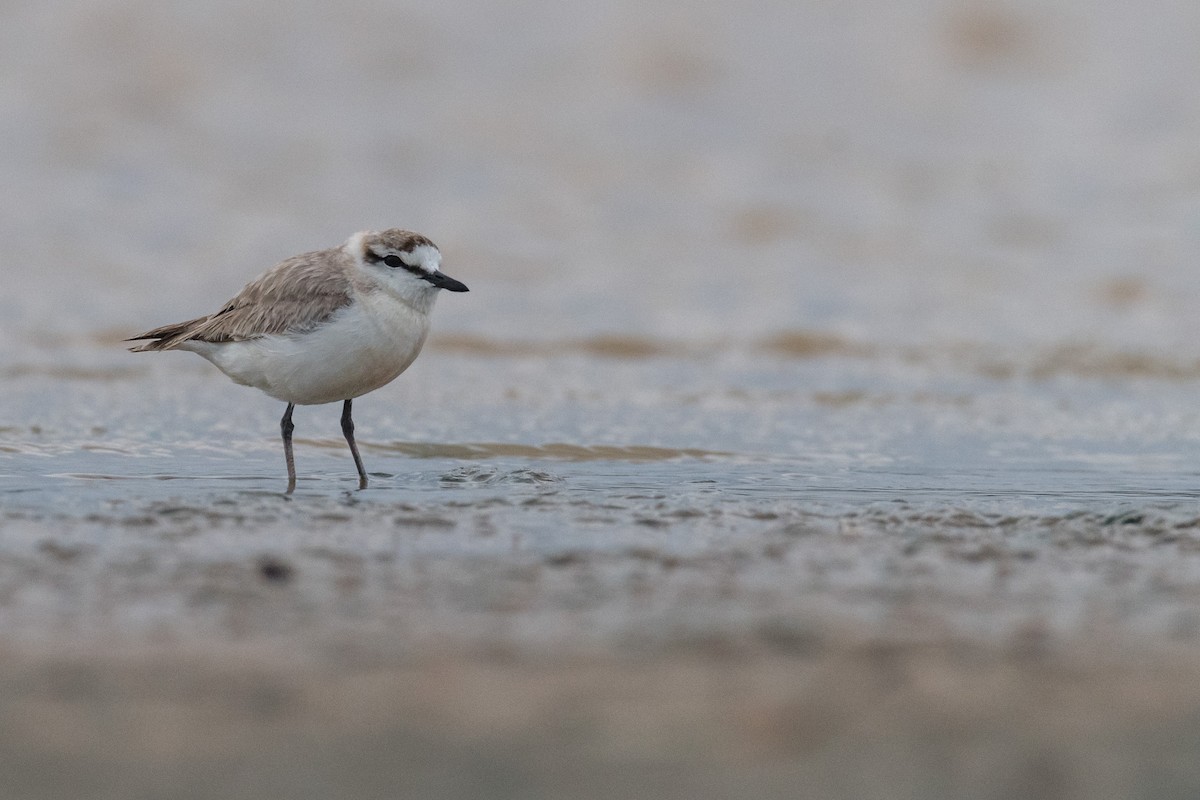 White-fronted Plover - ML135054051