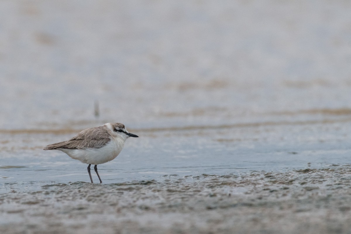 White-fronted Plover - ML135054081