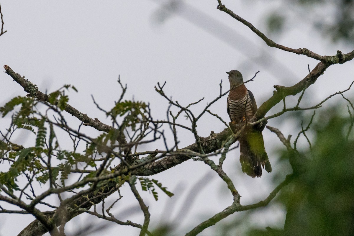 Red-chested Cuckoo - ML135054851