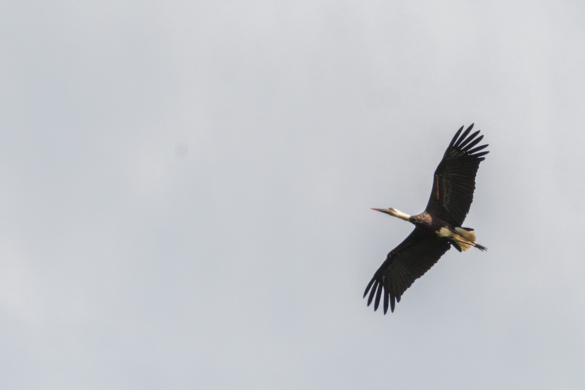 African Woolly-necked Stork - ML135055351