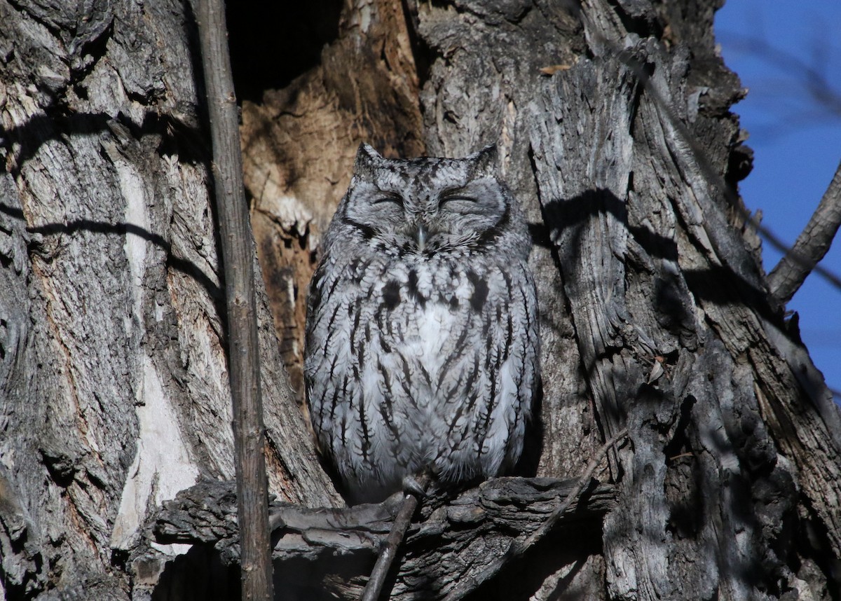 Western Screech-Owl - Randall Beaubien