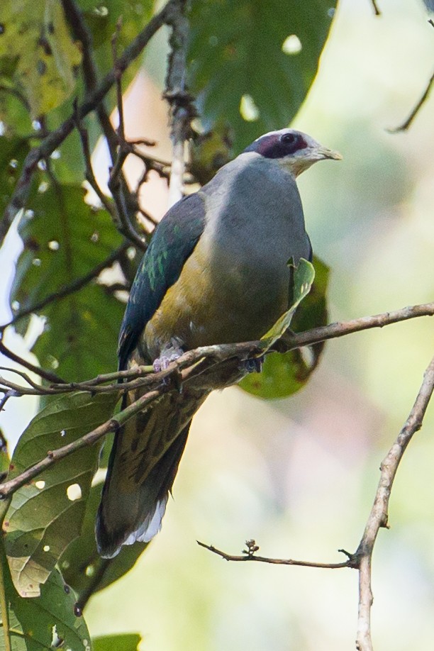 Red-eared Fruit-Dove (Red-eared) - ML135058861