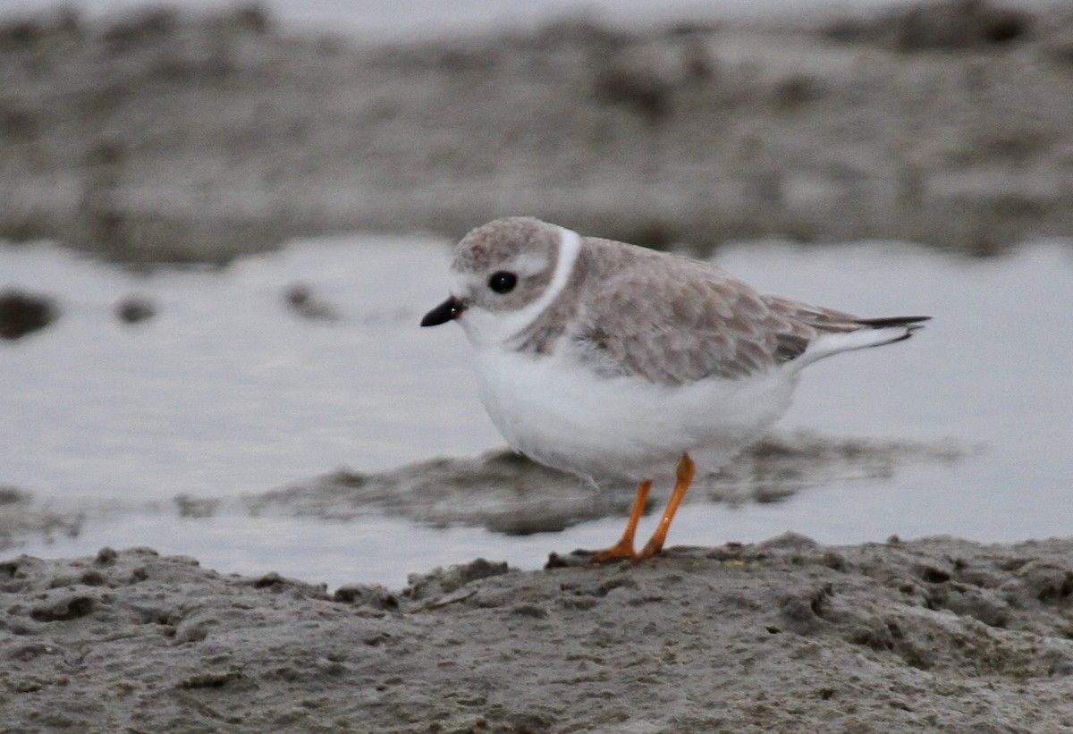 Piping Plover - ML135058951