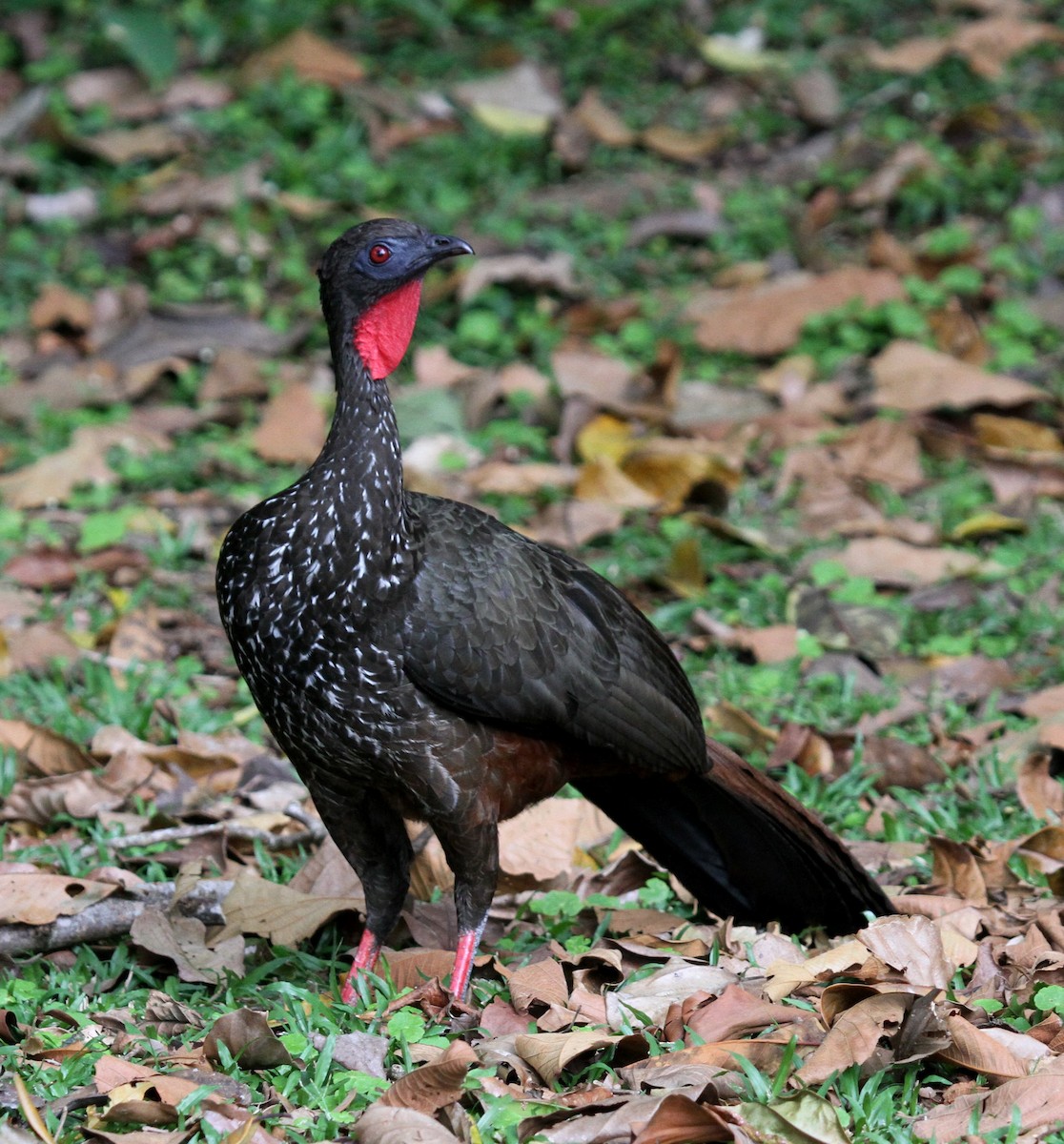 Crested Guan - ML135060281