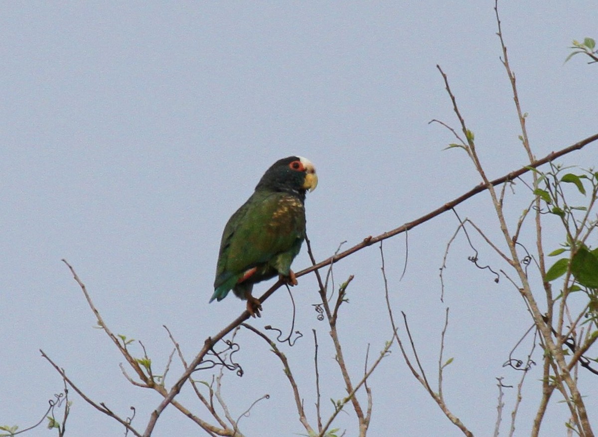 White-crowned Parrot - ML135060301