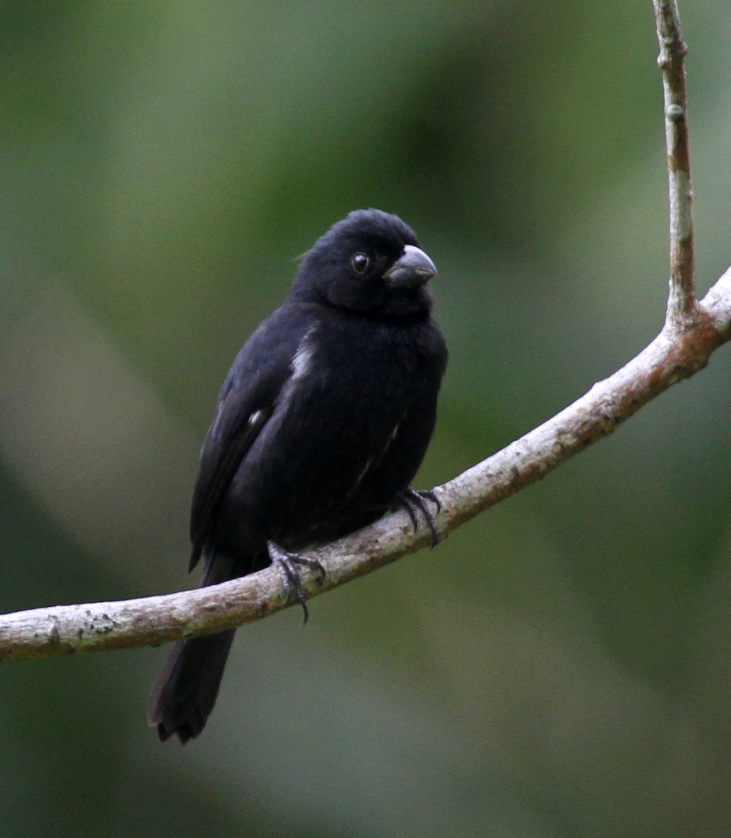 Variable Seedeater - ML135060311