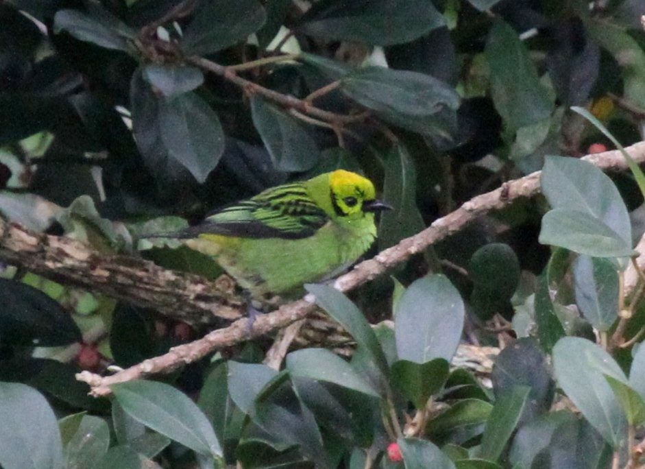 Emerald Tanager - ML135060381