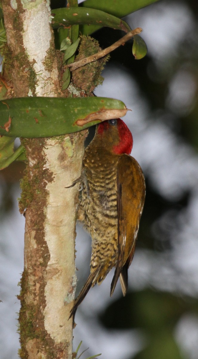 Rufous-winged Woodpecker - ML135060721