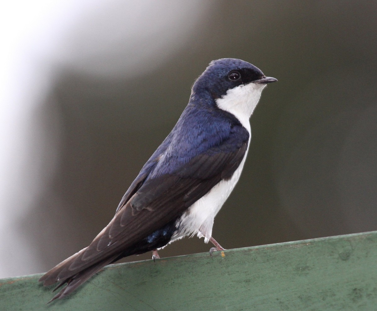 Blue-and-white Swallow - ML135061431