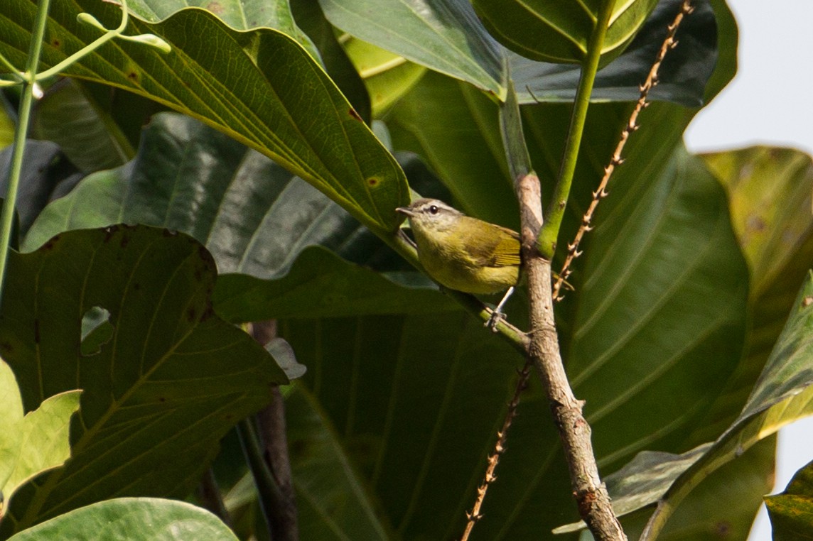 Island Leaf Warbler (Halmahera) - ML135061791