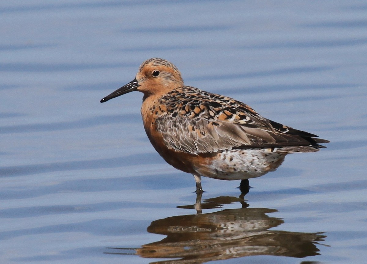 Red Knot - ML135061941