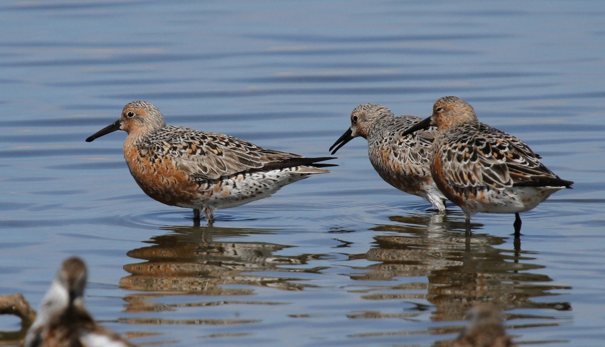 Red Knot - ML135061951