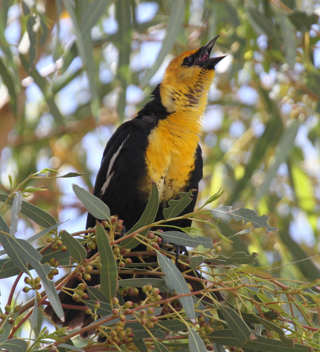 Yellow-headed Blackbird - Matthew Grube