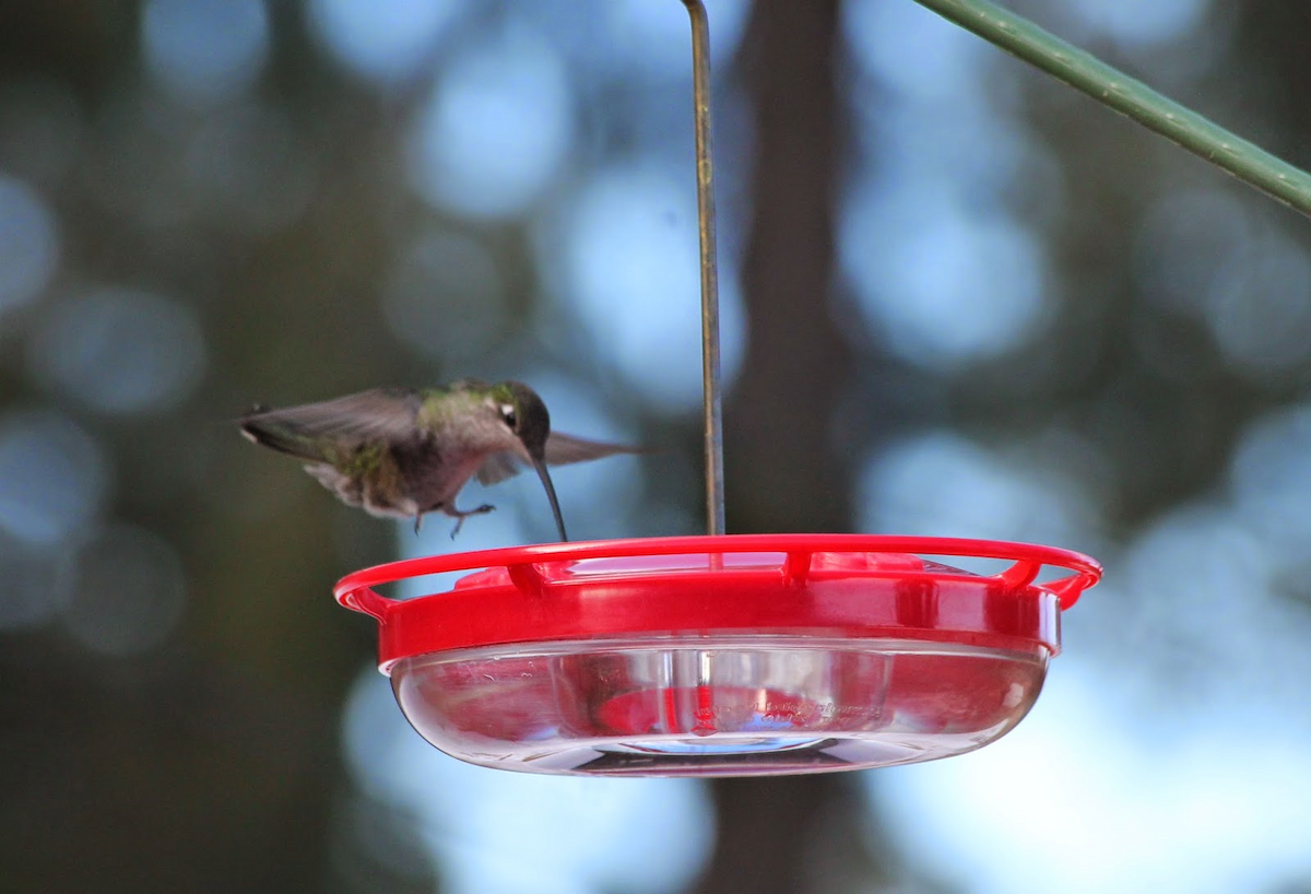 Rivoli's Hummingbird - ML135062401
